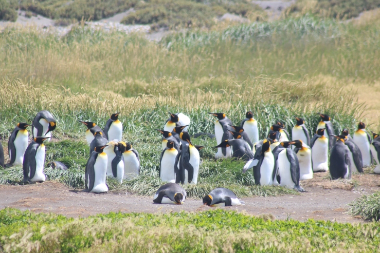 King penguins Patagonia